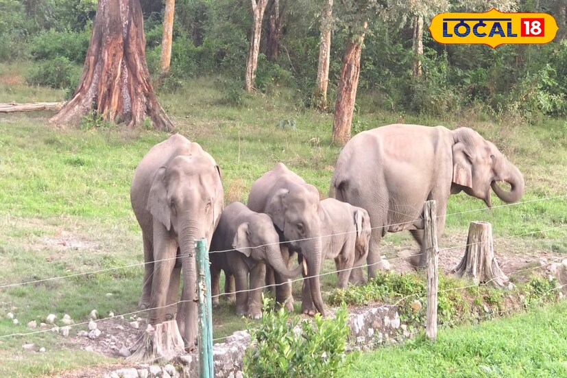 **জানা যায়, এখন বিকেল হলে জয়ন্তী নদীর সামনে দেখা যাচ্ছে বন্য প্রাণীদের। জল পান করতে আসে তারা। এই দৃশ্য হাতছাড়া করতে চান না কেউ।