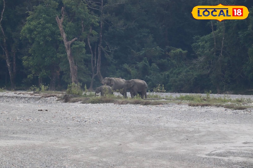 *চাঁদনী রাত সঙ্গে নদীর জলের শব্দ সবটা মিলিয়ে জয়ন্তী যেন রূপকথার জগৎ। পূর্ণিমার সময় চাইলে আপনিও আপনার কাছের মানুষকে নিয়ে আসতে পারেন এই পর্যটনস্থলে।