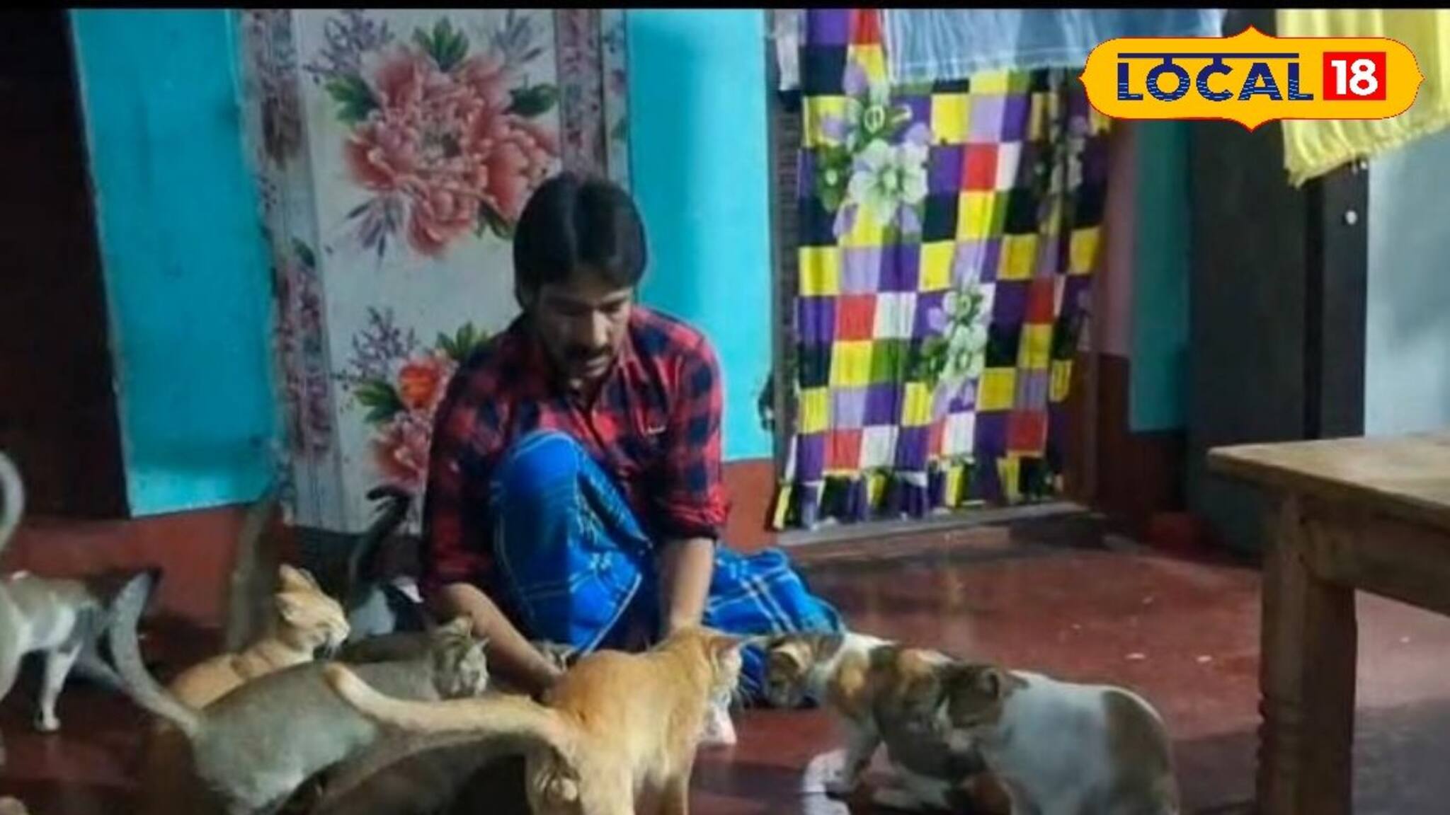 ১,২ নয়, গুণে গুণে ২২! এতগুলি বিড়ালের সঙ্গেই সংসার, রোজ কত খরচ হয় জানেন?