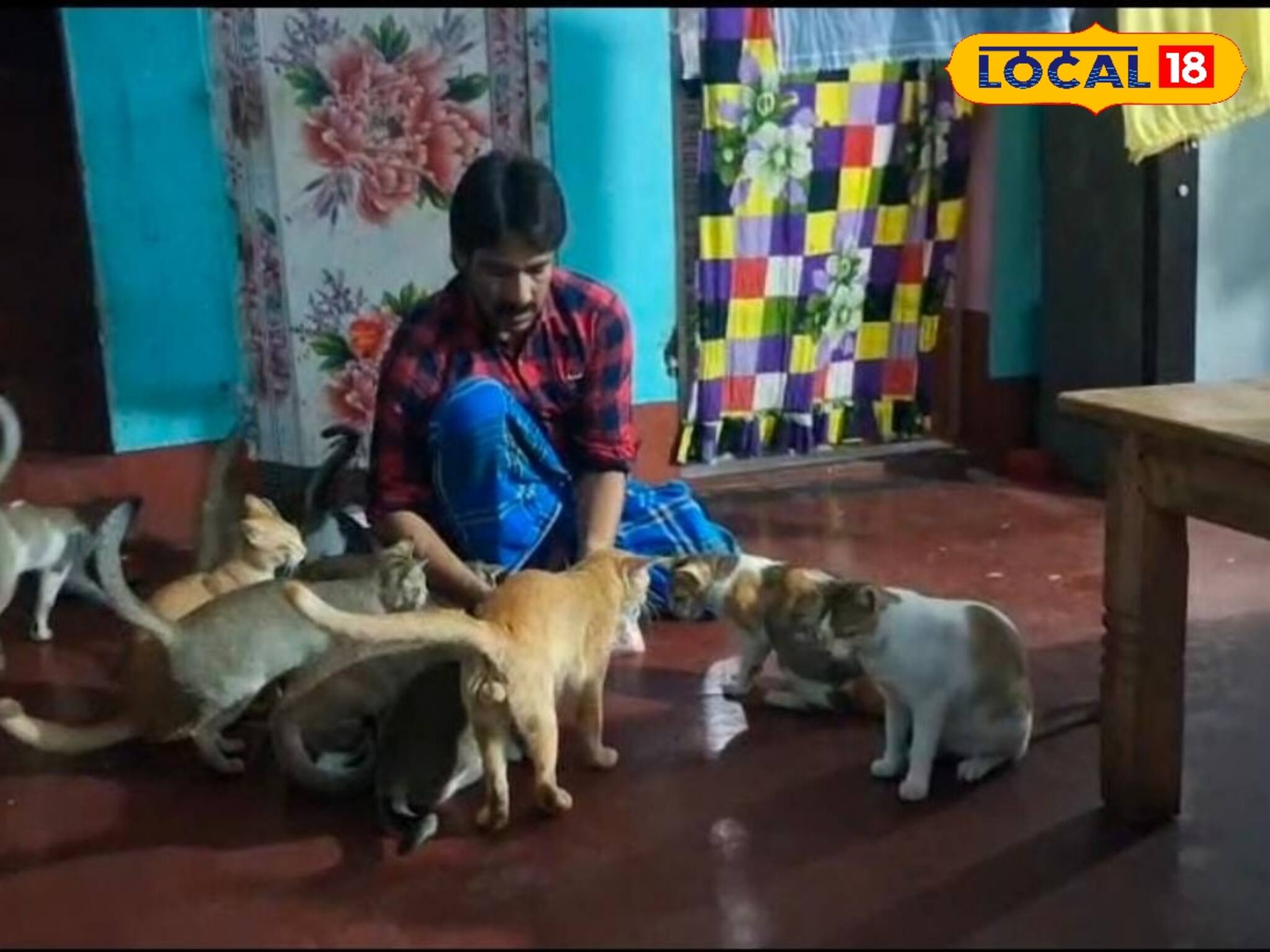 Birbhum News: ১,২ নয়, গুণে গুণে ২২! এতগুলি বিড়ালের সঙ্গেই সংসার, রোজ কত খরচ হয় জানেন? অঙ্ক শুনলে চমকে যাবেন