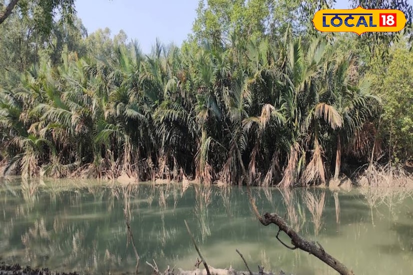 এখানে অনেক জায়গায় শুধুমাত্র এক একটি ম্যানগ্রোভ প্রজাতির জঙ্গল দেখতে পারবেন। এছাড়াও রয়েছে বড় বড় সৈকত। তবে সেই সৈকতে নামা একেবারেই বারণ রয়েছে।