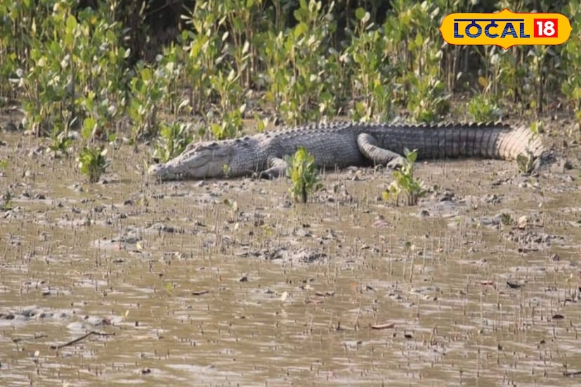 সুন্দরবন ভ্রমণের জন্য উপযুক্ত সময় হল শীতকাল। সেসময় নদী শান্ত থাকে। পরিযায়ী পাখির দল নামে অরণ্যে। নদীর চড়ে কুমির রোদ পোহায় সারাটা দিন।