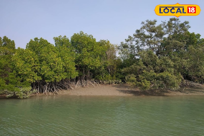 ঘোরার জন্য তো গোটা সুন্দরবন রয়েছে আপনার জন্য। বোট থেকেই আনন্দ নিতে হবে আপনাকে। আর নামতে পারবেন ক্যাম্প গুলিতে। তাহলে আর অপেক্ষা কীসের, এবার শীতে ঘুরে আসুন সুন্দরবন। ছবি ও তথ্য: নবাব মল্লিক