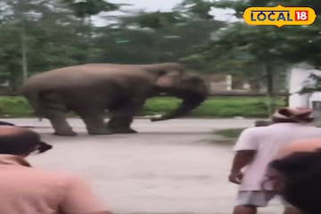 বুনো হাতির তাণ্ডব আলিপুরদুয়ারে! বাড়ির গেট, গাছ ভেঙে লণ্ডভণ্ড করল এলাকা বুনো হাতির তাণ্ডব আলিপুরদুয়ারে! বাড়ির গেট, গাছ ভেঙে লণ্ডভণ্ড করল এলাকা