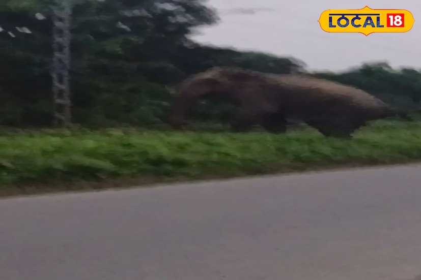 এদিন সকালবেলায় বক্সা জঙ্গল থেকে বেরিয়ে আসে একটি বড় বুনো হাতি। রেল লাইন পার করে কালচিনির গোরে লাইন এলাকায় প্রবেশ করে সে। এরপর এলাকার রাস্তায় ঘুরতে দেখা যায় সেটিকে।