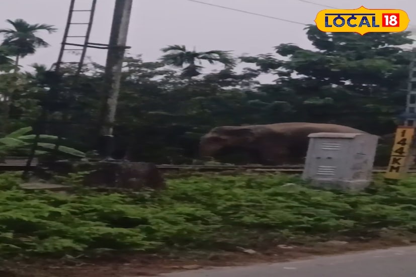 কারও বাড়ির গেট আবার কারও বাড়ির গাছ ভেঙে দেয় হাতিটি। এলাকাবাসীরা নিজেরা হাতিটিকে জঙ্গলের দিকে ফেরানোর চেষ্টা করেন। কিন্তু হাতিটি তাঁদের দিকেই তেড়ে আসে।