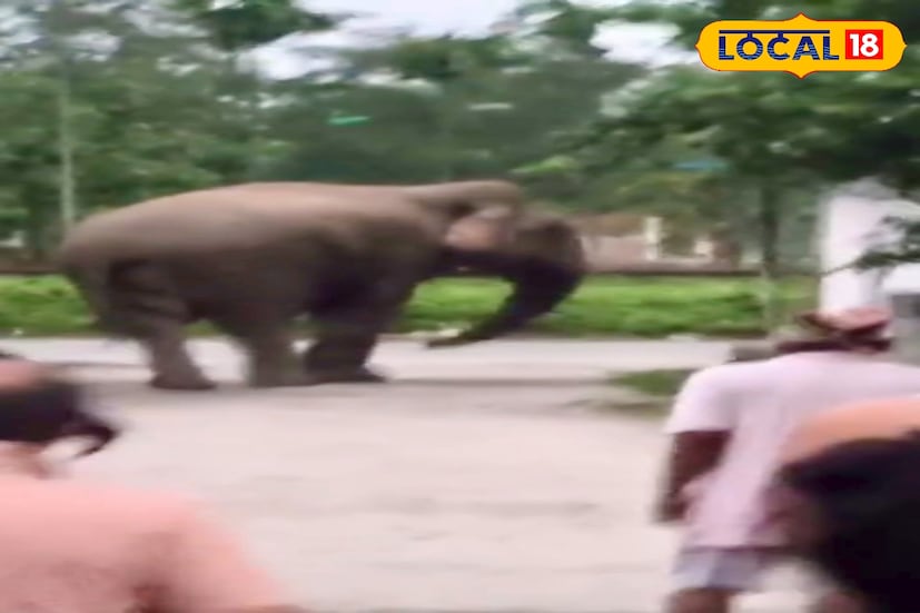 কালচিনির সদর এলাকায় এভাবে হাতি আসতে দেখেনি কেউ। তার ওপর হাতিটির ক্ষেপে যাওয়া দেখে আতঙ্কিত এলাকাবাসীরা। বেলা হয়ে গেলেও বাড়ির বাইরে বের হননি কেউ।