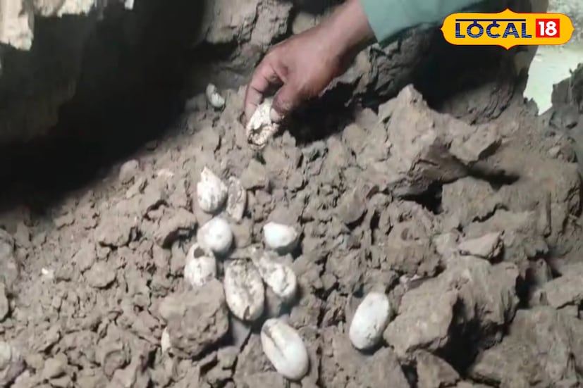 মাটি খুঁড়ে উদ্ধার হল বিষধর কেউটে সাপ শুধু তাই নয় উদ্ধার হয় বেশ কয়েকটি সাপের ডিম। এই ঘটনাকে কেন্দ্র করে চাঞ্চল্য ছড়িয়েছে গোটা এলাকায় ইতিমধ্যেই এই ঘটনায় আতঙ্কিত হয়ে পড়েছে পরিবারের লোকজনেরা।