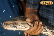 কখনও ছাগল নিয়ে পালাচ্ছিল, কখনও মুরগী! অবশেষে পাকড়াও হল সেই বিরাট ময়াল