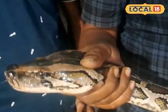 কখনও ছাগল নিয়ে পালাচ্ছিল, কখনও মুরগী! অবশেষে পাকড়াও হল সেই বিরাট ময়াল