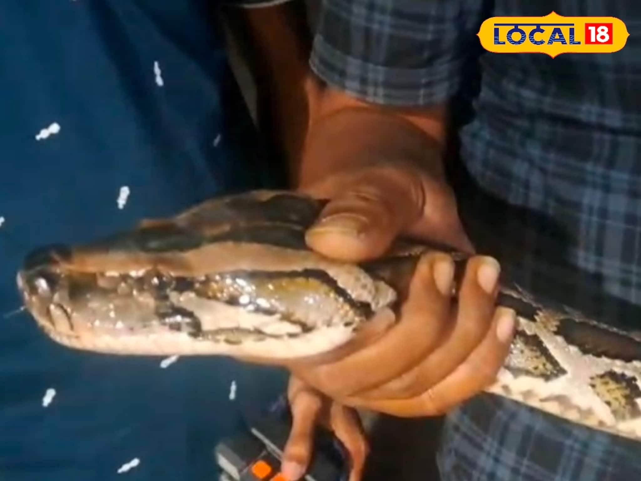 কখনও ছাগল নিয়ে পালাচ্ছিল, কখনও মুরগী! অবশেষে পাকড়াও হল সেই বিরাট ময়াল