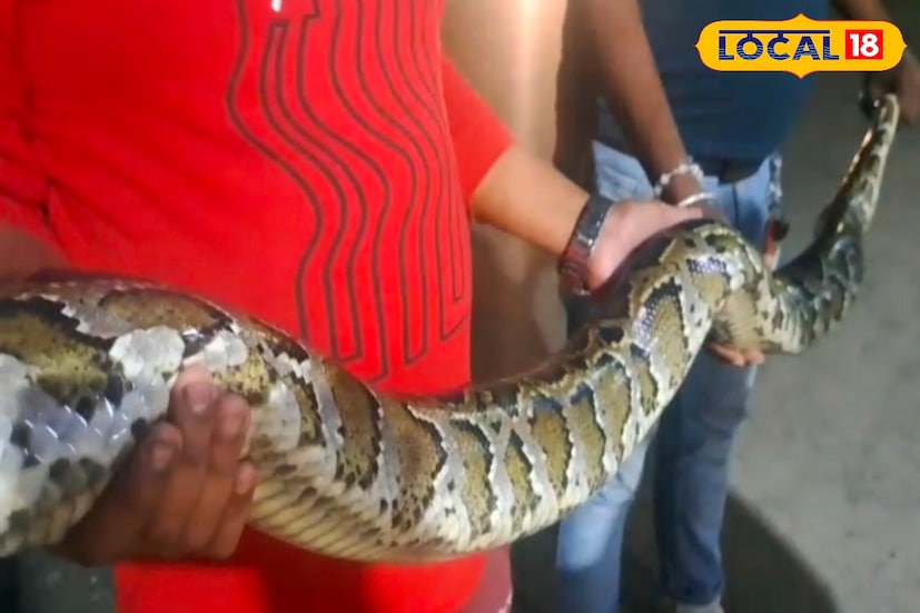 অবশেষে আজ রাতে আমরা সফলভাবে উদ্ধার করতে পেরেছি। উদ্ধার হওয়া সাপটিকে আজই বনদফতর হাতে তুলে দেওয়া হবে বলে জানিয়েছেন সংশ্লিষ্ট পরিবেশপ্রেমীরা।