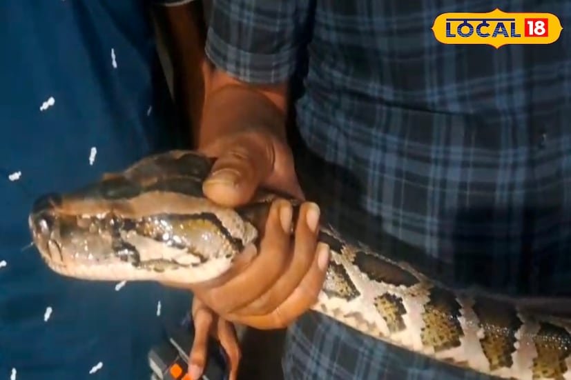 এরপর স্থানীয়রা দ্রুত চারদিক ঘিরে ফেলে এবং খবর দেয় পরিবেশপ্রেমী দলকে। কিছুক্ষণের মধ্যেই ঘটনাস্থলে পৌঁছে তারা নিরাপদে সাপটিকে উদ্ধার করেন। জানা গেছে, তিস্তা সেতু সংলগ্ন জাতীয় সড়কের ধারে প্রায় নয় ফিট লম্বা ওই অজগর সাপটিকে উদ্ধার করা হয়েছে। উদ্ধারকারী দলের সদস্য অঙ্কুর বাবু জানান, এর আগেও একই জায়গা থেকে সাপটি দেখা গেছে বলে ফোন এসেছিল, কিন্তু তখন ধরা যায়নি। 