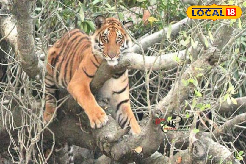 আর এই সমস্ত গতিবিধি এবং গোটা পরিস্থিতি বিশ্লেষণ করার জন্য বন দফতরের তরফ থেকে একটি বিশেষ ধরনের অ্যাপ তৈরি করা হয়েছে। যার সাহায্যে এই ধরনের পরিস্থিতিগুলি এক নিমিষেই বোঝা যাবে। কারণ সুন্দরবনের জঙ্গলে পশুদের পর্যাপ্ত খাবার আছে কিনা তা জানা অত্যন্ত জরুরি।