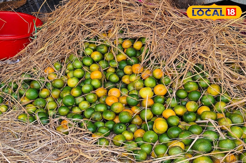 জলপাইগুড়ি শহর থেকে ময়নাগুড়ি, ধূপগুড়ি, মালবাজার...সব বাজারেই দেখা যাচ্ছে কমলালেবুর স্তূপ। বিক্রেতাদের দাবি, শীত না বাড়তেই এই কমলালেবুর জনপ্রিয়তা বাজারে গতি এনেছে।