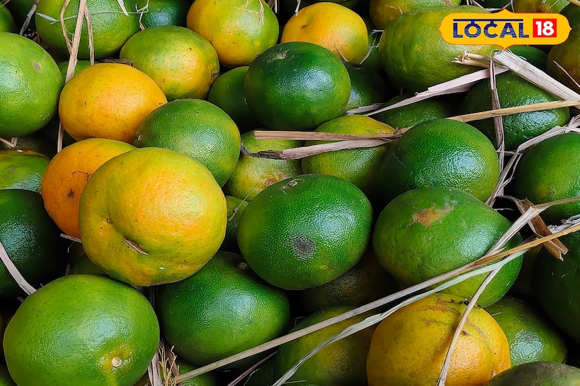 শীতের ছোঁয়ায় বাজারে কমলালেবুর রমরমা! চাহিদা তুঙ্গে উত্তরে।জলপাইগুড়ির বাজার কাঁপাচ্ছে বিন্দু আর দার্জিলিং এর কমলা। উত্তরবঙ্গের হাওয়ায় ইতিমধ্যেই শীতের স্নিগ্ধতা টের পাওয়া যাচ্ছে। আর শীত মানেই কমলালেবুর মৌসুম। সেই আমেজে জলপাইগুড়ি থেকে ময়নাগুড়ি—উত্তরের বিভিন্ন হাট-বাজার এখন কমলালেবুর রঙে রঙিন। দার্জিলিং, ভুটান ছাড়াও কালিম্পং জেলার বিখ্যাত বিন্দু অঞ্চলের কমলালেবু এখন সবচেয়ে বেশি নজর কেড়েছে বাজারে। শীতের ছোঁয়ায় বাজারে কমলালেবুর রমরমা! চাহিদা তুঙ্গে উত্তরে।জলপাইগুড়ির বাজার কাঁপাচ্ছে বিন্দু আর দার্জিলিং এর কমলা। উত্তরবঙ্গের হাওয়ায় ইতিমধ্যেই শীতের স্নিগ্ধতা টের পাওয়া যাচ্ছে। আর শীত মানেই কমলালেবুর মৌসুম। সেই আমেজে জলপাইগুড়ি থেকে ময়নাগুড়ি—উত্তরের বিভিন্ন হাট-বাজার এখন কমলালেবুর রঙে রঙিন। দার্জিলিং, ভুটান ছাড়াও কালিম্পং জেলার বিখ্যাত বিন্দু অঞ্চলের কমলালেবু এখন সবচেয়ে বেশি নজর কেড়েছে বাজারে।