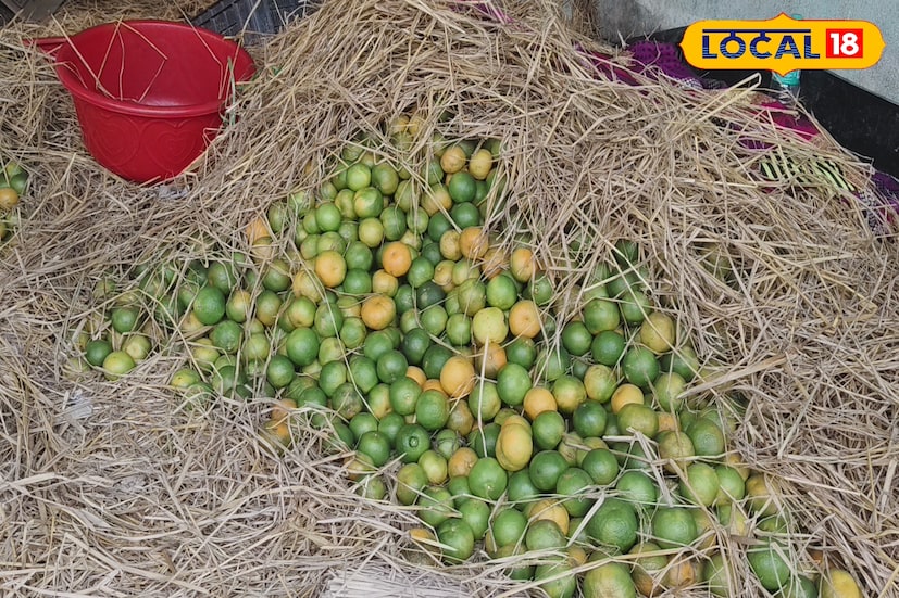 অন্যদিকে, ক্রেতাদের উচ্ছ্বাসও চোখে পড়ার মতো। স্থানীয় এক ক্রেতা জানান, “শীত মানেই কমলা। রোদে বসে কমলা খাওয়ার মজা আলাদা। তাই বাজারে দেখেই কিনে ফেললাম।” শীত বাড়ার সঙ্গে সঙ্গে দার্জিলিং ও সিকিমের নামী কমলালেবু বাজারে আরও আসবে। তবে মৌসুমের শুরুতেই বিন্দুর কমলা উত্তরবঙ্গের বাজারে রং ছড়িয়ে দিয়েছে..এ কথা বলাই যায়!
