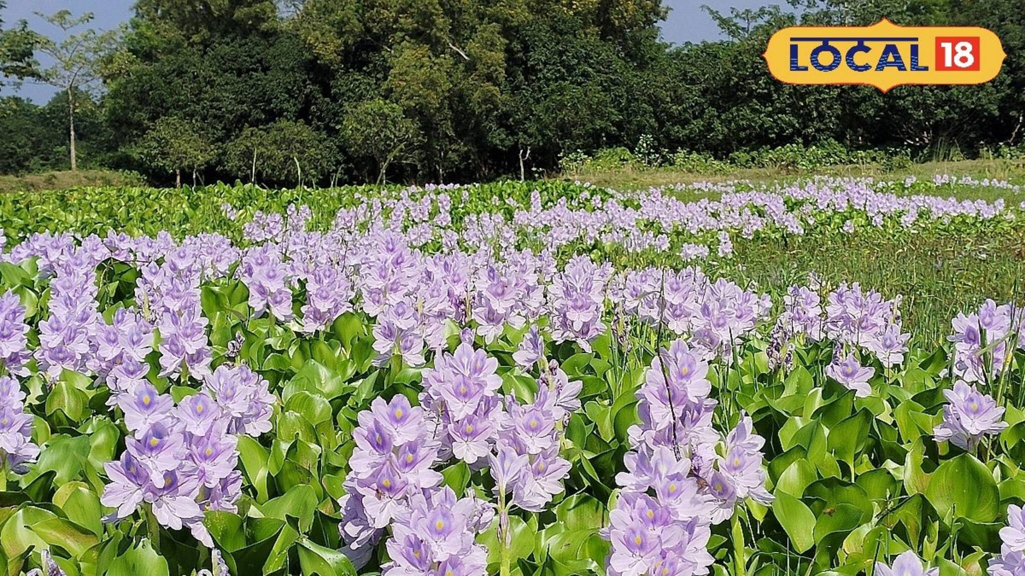 প্রায় কোনও টাকা ছাড়াই কচুরিপানা দিয়ে শুরু করুন এই ব্যবসা, মাসের শেষে হাতে আসবে লাখ টাকা