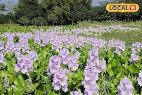 প্রায় কোনও টাকা ছাড়াই কচুরিপানা দিয়ে শুরু করুন এই ব্যবসা, মাসের শেষে হাতে আসবে লাখ টাকা