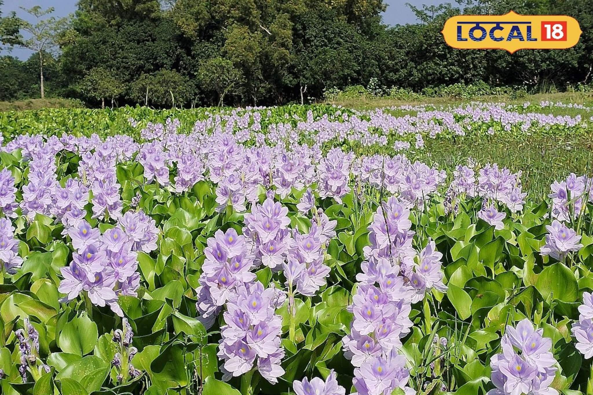 Low Investment Business Ideas: প্রায় কোনও টাকা ছাড়াই কচুরিপানা দিয়ে শুরু করুন এই ব্যবসা, মাসের শেষে হাতে আসবে লাখ লাখ টাকা! অল্প সময়ে হবেন লাভবান!