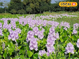 প্রায় কোনও টাকা ছাড়াই কচুরিপানা দিয়ে শুরু করুন এই ব্যবসা, মাসের শেষে হাতে আসবে লাখ টাকা