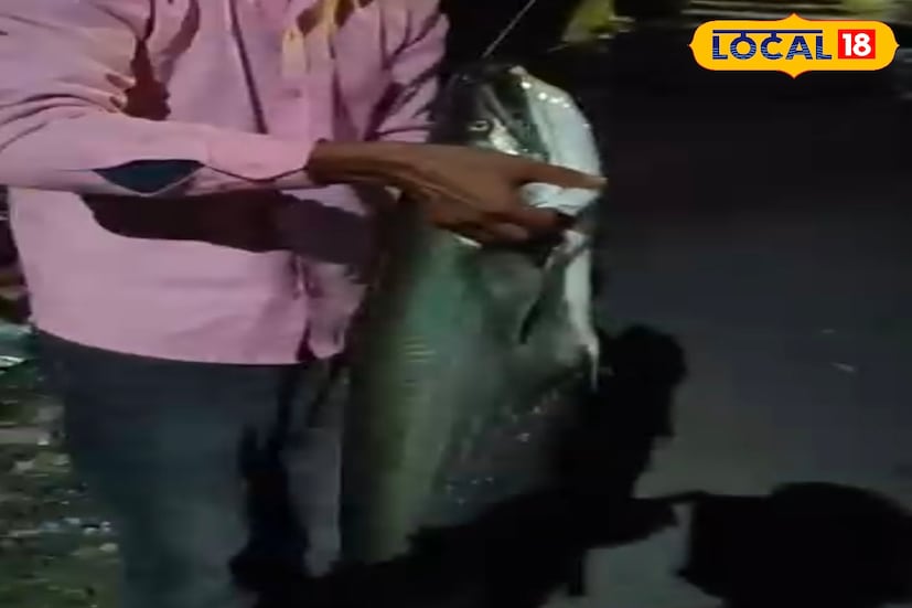 *করলা নদীর জলে আগেও বড় আকারের বোয়াল ধরা পড়েছিল, তবে এবারের মাছটি আকারে ও ওজনে দু'দিক থেকেই নজর কেড়েছে এলাকাবাসীর।