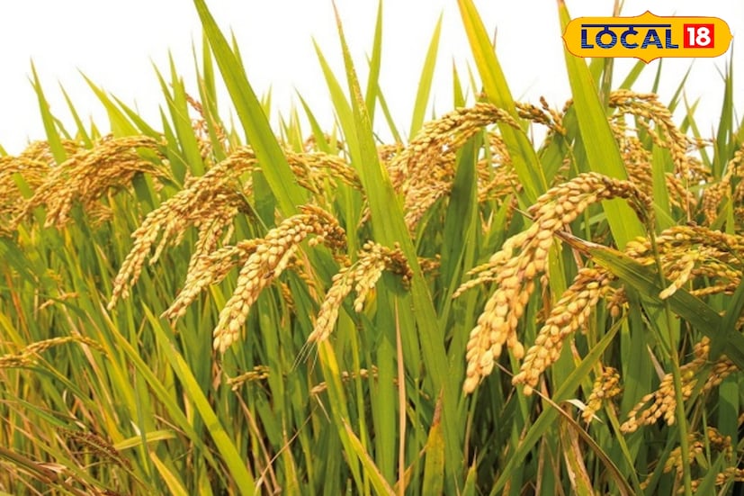 সরকার নির্ধারিত ন্যূনতম সহায়ক মূল্যে ধান বিক্রি করছেন? কিন্তু জানেন কী, আপনার ধানে নির্দিষ্ট গুণগত মান না থাকলে আধিকারিকরা সেই ধান ফিরিয়ে দিতে পারেন! তাই ধান বিক্রির আগে জানা জরুরি, আপনার ধানে কী কী গুণমান থাকা প্রয়োজন। এই নিয়মগুলি না জানলে সহায়ক মূল্যে ধান বিক্রি করতে গিয়ে বিপদে পড়তে পারেন আপনিও।