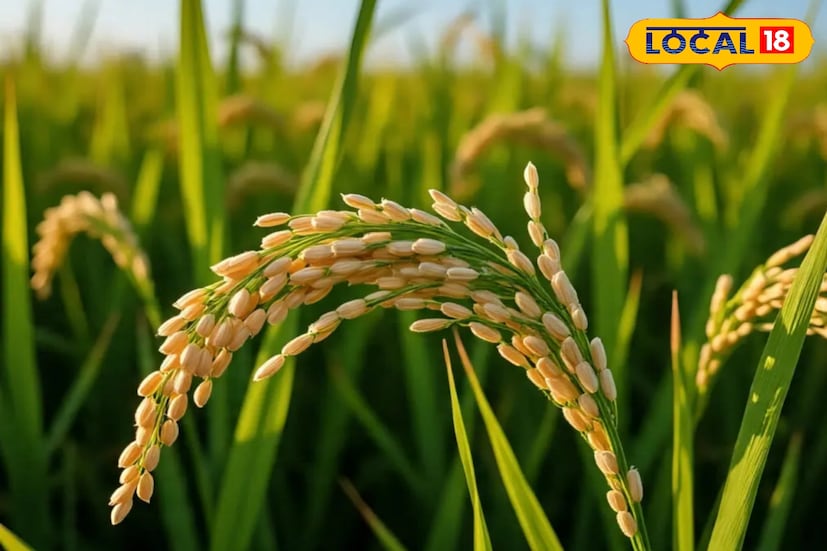 সঠিক গুণগত মান বজায় রাখতে প্রতিটি ব্লকে গঠিত হয়েছে ব্লক মনিটরিং কমিটি। এই কমিটি কৃষকদের পরামর্শ দিচ্ছে ধান কীভাবে সংরক্ষণ ও শুকাতে হবে। পাশাপাশি গুণমান বজায় রাখার নির্দেশনাও দিচ্ছেন খাদ্য দফতরের আধিকারিকরা। আধিকারিকদের দাবি, প্রত্যেক কৃষক যেন ন্যায্য দামে তার ফসল বিক্রি করতে পারেন। তাই ধানের গুণগত মান বজায় রাখাও জরুরি।