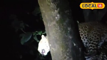 লেপার্ড