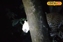 লেপার্ডের তাড়া খেয়ে মগডালে চড়েই যত বিপত্তি, গর্জন শেষে বদলে গেল কান্নায়! দেখুন ভিডিও 