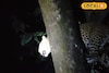 লেপার্ডের তাড়া খেয়ে মগডালে চড়েই যত বিপত্তি, গর্জন শেষে বদলে গেল কান্নায়! দেখুন ভিডিও 