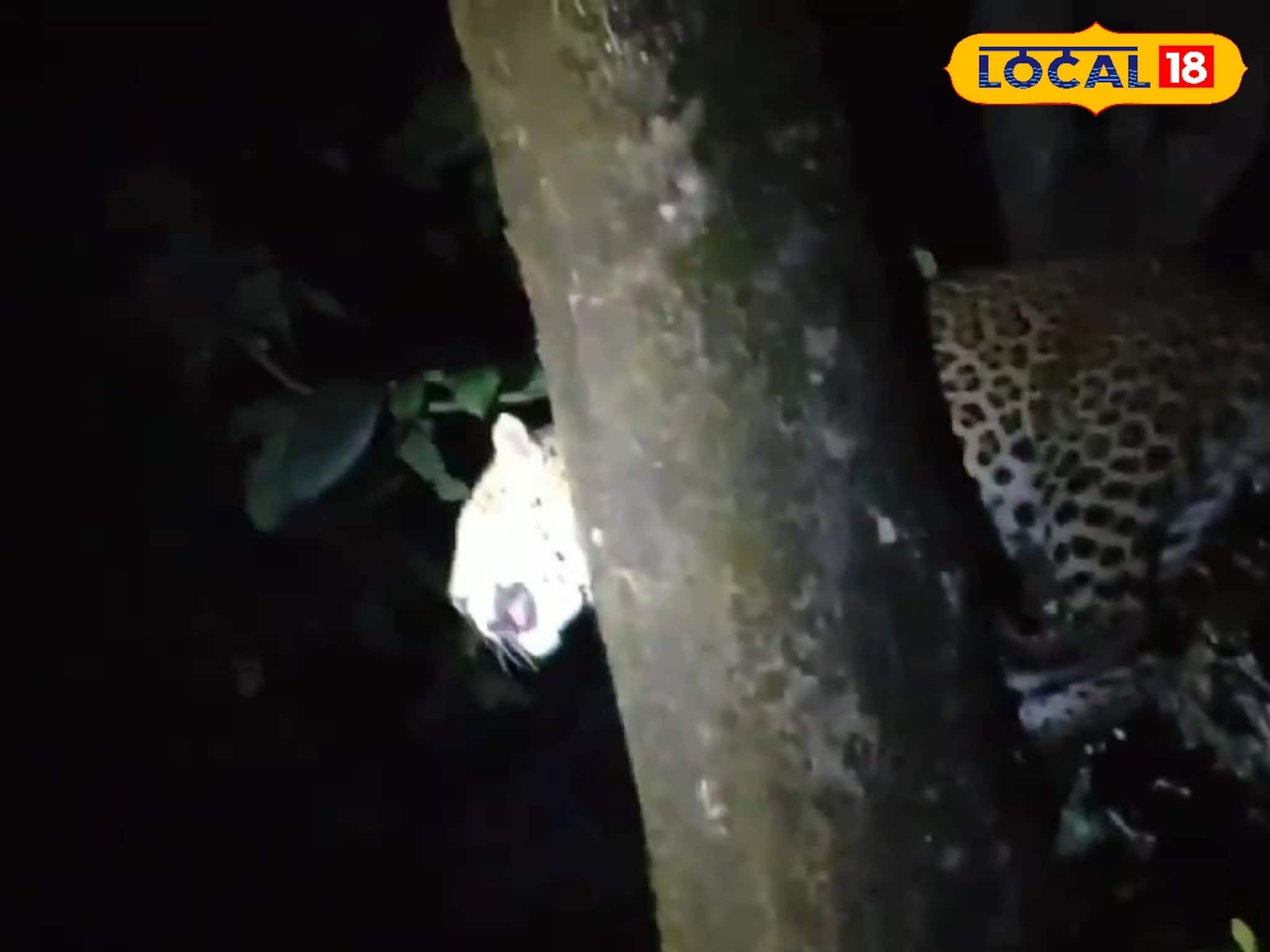 লেপার্ডের তাড়া খেয়ে মগডালে চড়েই যত বিপত্তি, গর্জন শেষে বদলে গেল কান্নায়! দেখুন ভিডিও 