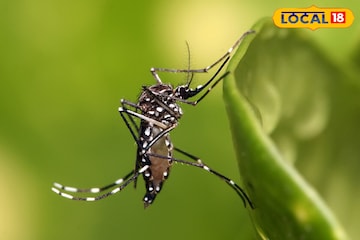 বাড়িতে রাখুন লেমন গ্রাস-সহ ৩ গাছের যে কোনওটি! গোটা শীতে একটা মশাও বাড়ির আশপাশে আসবে না বাড়িতে রাখুন লেমন গ্রাস-সহ ৩ গাছের যে কোনওটি! গোটা শীতে একটা মশাও বাড়ির আশপাশে আসবে না