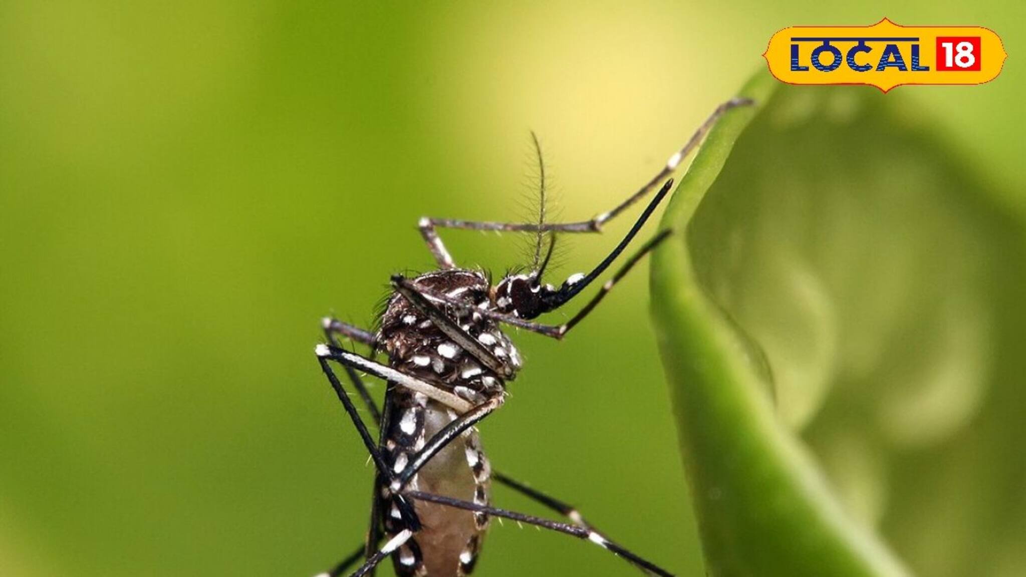 বাড়িতে রাখুন লেমন গ্রাস-সহ ৩ গাছের যে কোনওটি! গোটা শীতে একটা মশাও বাড়ির আশপাশে আসবে না