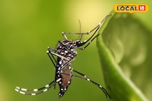 Mosquito Repellent Plants: বাড়িতে রাখুন লেমন গ্রাস-সহ ৩ গাছের যে কোনওটি! গোটা শীতে একটা মশাও বাড়ির আশপাশে আসবে না, পাক্কা ম্যাজিক