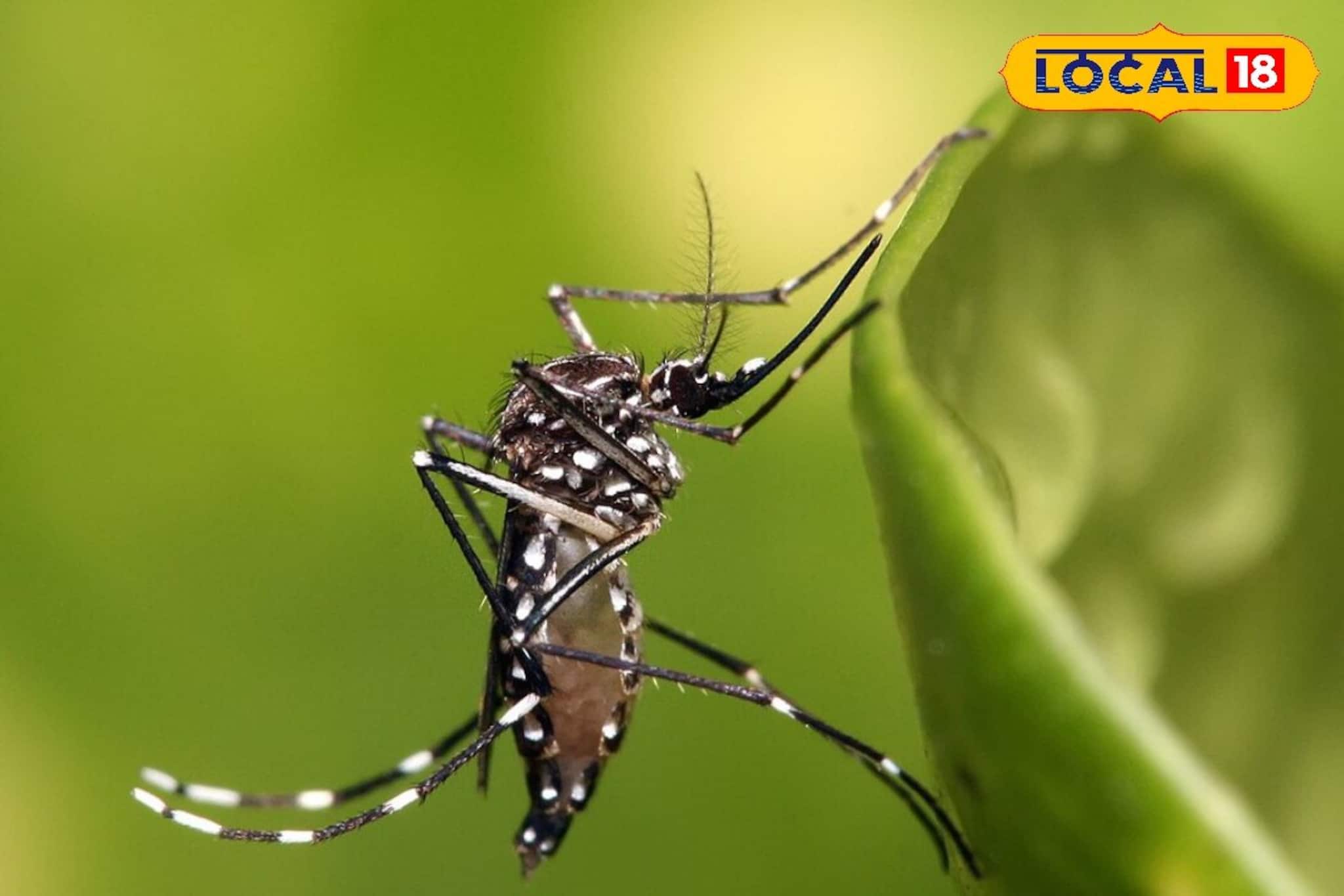 Mosquito Repellent Plants: বাড়িতে রাখুন লেমন গ্রাস-সহ ৩ গাছের যে কোনওটি! গোটা শীতে একটা মশাও বাড়ির আশপাশে আসবে না, পাক্কা ম্যাজিক