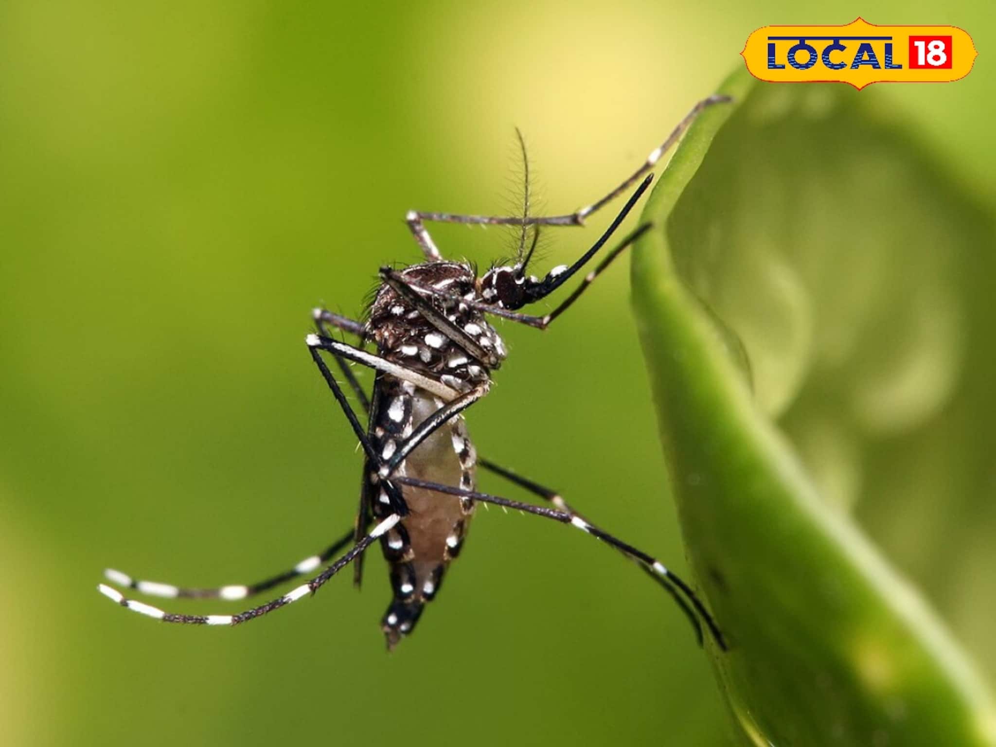 Mosquito Repellent Plants: বাড়িতে রাখুন লেমন গ্রাস-সহ ৩ গাছের যে কোনওটি! গোটা শীতে একটা মশাও বাড়ির আশপাশে আসবে না, পাক্কা ম্যাজিক
