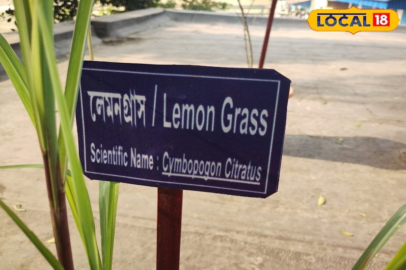 *বাঁকুড়ার গৃহস্থরা যাতে খুব সহজে সহজলভ্য এই গাছগুলিকে চিনতে পারেন এবং উদ্ভিদ গুলির ভেষজ গুণ বুঝে যথার্থ ব্যবহার করতে পারেন সেই কারণেই আয়ুষ শাখার এই উদ্যোগ। কেমিক্যাল ঘটিত মশা তাড়ানোর ধুপ কিংবা তরল ব্যবহার করলে স্বাস্থ্যের ক্ষতি হতে পারে।