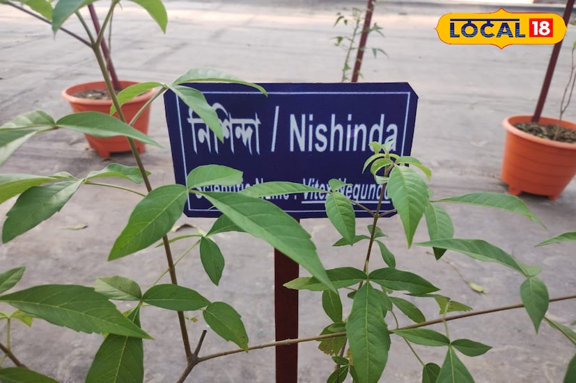 *লেমন গ্রাস, সিট্রোনেলা,মিন্ট,জোয়ান এবং নিশিন্দা শুধুমাত্র ঘরে রেখে দিলেই দূর হবে মশা। বাঁকুড়া জেলার ডিস্ট্রিক্ট মেডিক্যাল অফিসার আয়ুষ, ডক্টর পার্থসারথি রায় জানান, 