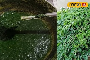 তেল নয়, রসুন আর লঙ্কাই ম্যাজিক! র‌ইল উত্তরের সজনে পাতার 'পেলকা'- র রেসিপি