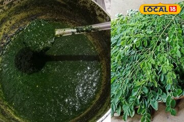 তেল নয়, রসুন আর লঙ্কাই ম্যাজিক! র‌ইল উত্তরের সজনে পাতার 'পেলকা'- র রেসিপি