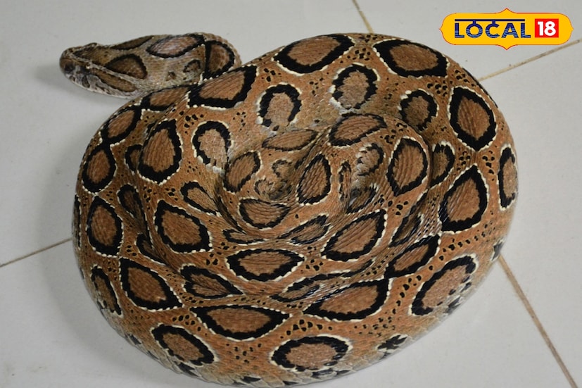 লোবা গ্রামে ধানক্ষেত বাদামি শোষক পোকার আক্রমণ ঠেকাতে নেমে চন্দ্রবোড়ার ছোবল খান রবীন বাগদি। বর্তমানে তিনি সিউড়ি সদর হাসপাতালে ভর্তি। ঘণ্টা দু'ই বাদেই পাশের বাবুপুর গ্রামে আক্রান্ত হন সিভিক ভলান্টিয়ার তাপস মণ্ডল। তাঁকে দ্রুত দুর্গাপুর মহকুমা হাসপাতালে ভর্তি করানো হয়। এর আগেই একই গ্রামে পার্থ ঘোষ চন্দ্রবোড়ার মাথায় পা দিলে আতঙ্কে তাকেও হাসপাতালে ভর্তি করা হয়, যদিও তাঁর শরীরে বিষ প্রবেশ করেনি। ছবি ও তথ্য: সুদীপ্ত গড়াই 