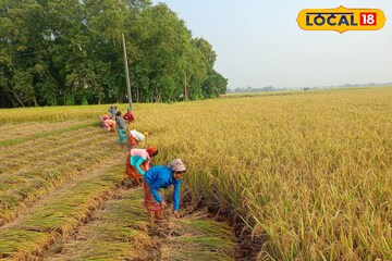 ধান মাঠে পা দিতে ভয় লাগছে চাষিদের, একদিনে আক্রান্ত তিন! চন্দ্রবোড়ার আতঙ্কে দুবরাজপুর