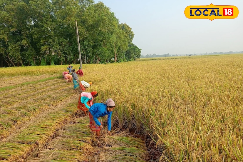 দুবরাজপুর, বীরভূম, সুদীপ্ত গড়াই: এক দিনে তিন চাষি চন্দ্রবোড়া সাপের ছোবলে আক্রান্ত হলেন বীরভূমের দুবরাজপুর ব্লকের লোবা ও বাবুপুর গ্রামে। তিন জনই ধানক্ষেতে কীটনাশক ছড়াতে নেমেছিলেন। তবে দ্রুত চিকিৎসা পাওয়ায় সবাই প্রাণে বেঁচে গিয়েছেন।