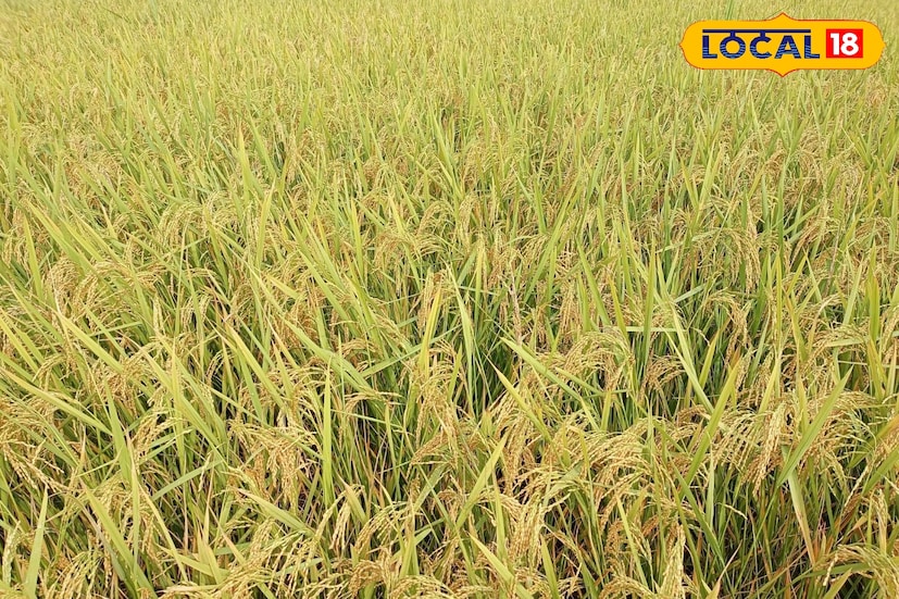 স্থানীয় চাষিদের অভিযোগ, ধানপাকে মাঠে সাপের উপদ্রব ভয়াবহ আকার নিয়েছে। ঝোপঝাড় ও ঘাসে মিশে থাকে চন্দ্রবোড়া, নড়াচড়া কম করায় চোখে পড়ে না। ফলে কীটনাশক ছড়াতে নামলেই বিপদ। একাধিক চাষি জানিয়েছেন, এখন মাঠে নামার সাহস পাচ্ছেন না তারা। ছবি ও তথ্য: সুদীপ্ত গড়াই 