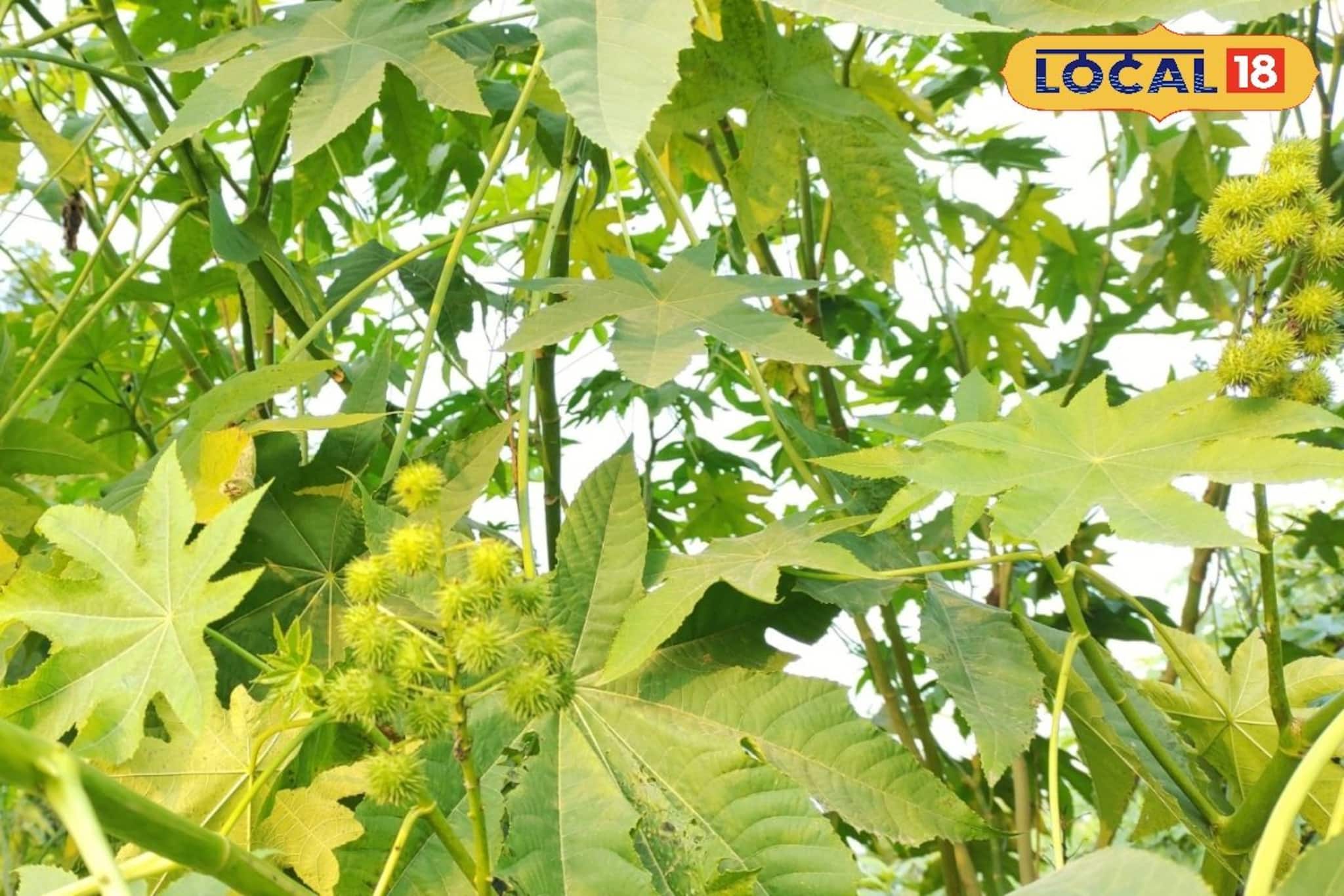 Herbal Plants: বাড়ির আশপাশে জন্মানো ভ্যারেন্ডা গাছের পাতাই কোষ্ঠকাঠিন্য, বাতের ব্যথার যম