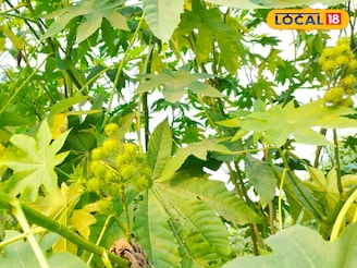 বাড়ির আশপাশে জন্মানো এরন্ড গাছের পাতাই কোষ্ঠকাঠিন্য, বাতের ব্যথার যম