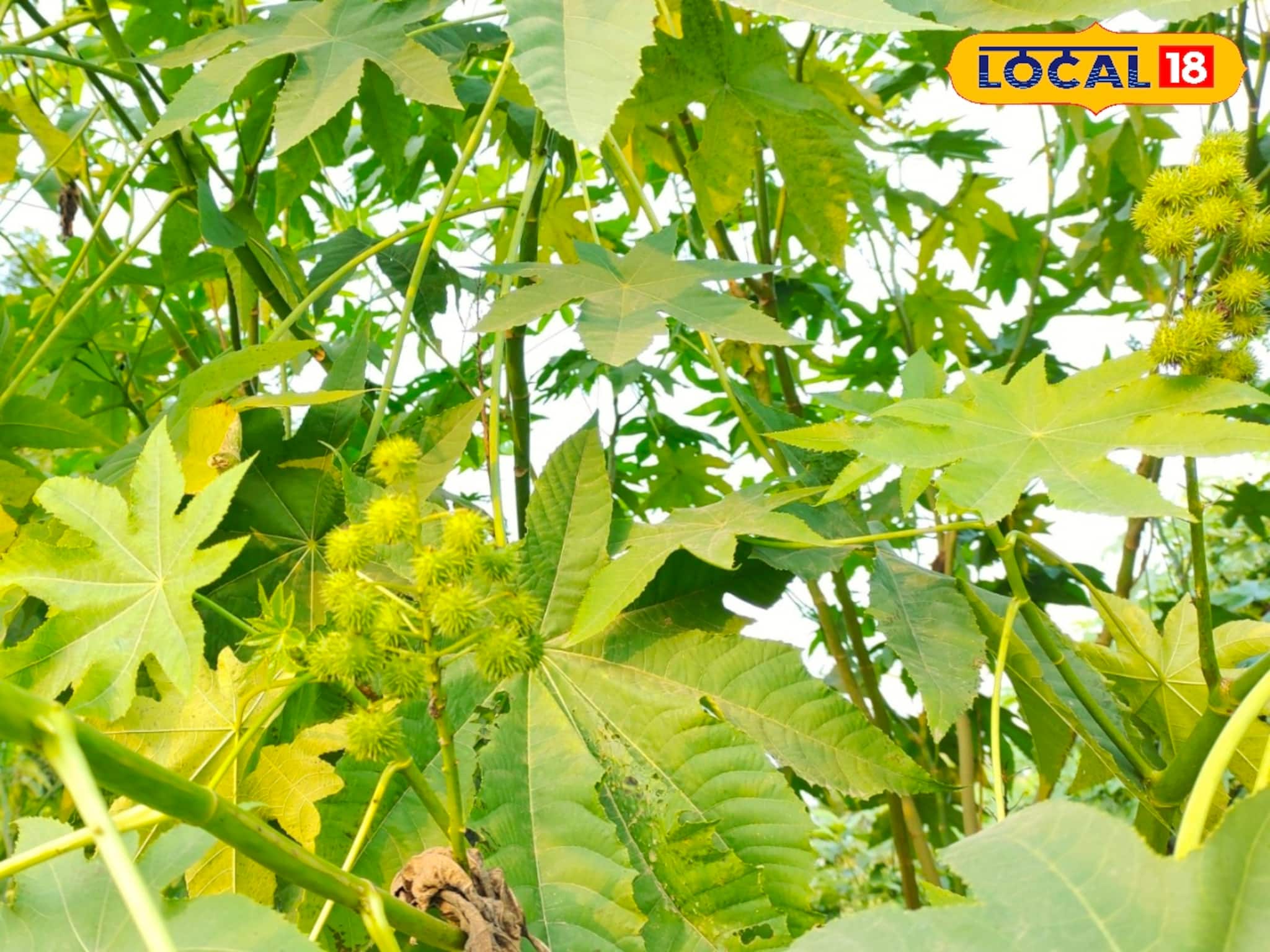Herbal Plants: বাড়ির আশপাশে জন্মানো এরন্ড গাছের পাতাই কোষ্ঠকাঠিন্য, বাতের ব্যথার যম