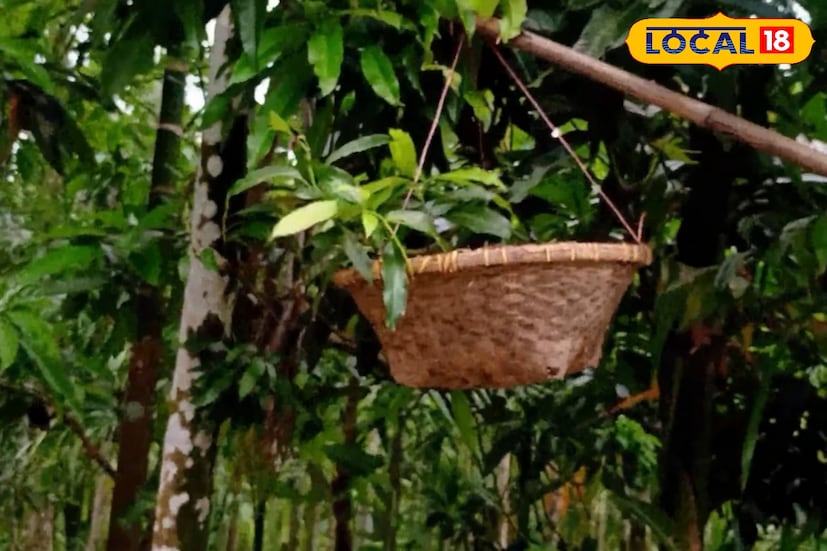 বাবলু আকুঞ্জি, আয়ুব গাজীর মতো সংগ্রাহকেরা বিশেষ কৌশলে এই বাসা থেকে ডিম তোলেন। বাঁশের লম্বা মাথায় বাঁধা ডালির সাহায্যে গাছে থাকা বাসায় আঘাত করলেই তা আলগা হয়ে পড়ে আসে। তারপর সেই ডালিতে জমে থাকা বাসা থেকে সতর্কতার সঙ্গে সংগ্রহ করা হয় ডিম।