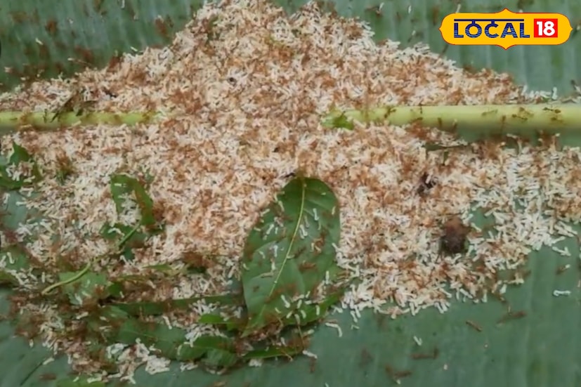 এই ক্ষুদ্র ডিমই আজ বহু গরিব পরিবারের আয়ের উৎস। বাজারে এর চাহিদা এতটাই যে অনেকেই এই পেশায় যুক্ত হচ্ছেন। বিশেষত মাছ শিকারীদের কাছে এটি প্রিয় টোপ হিসেবে অমূল্য। পিঁপড়ের ডিম বিক্রির মাধ্যমে মাসে কয়েক হাজার টাকা আয় করা সম্ভব বলে জানিয়েছেন স্থানীয়রা।